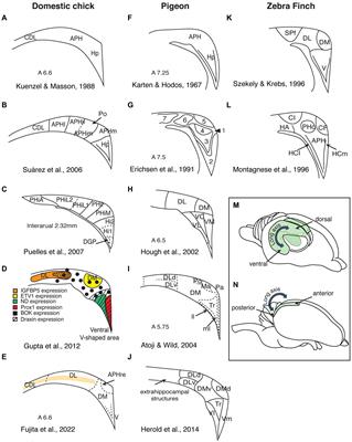 Spatial cognition and the avian hippocampus: Research in domestic chicks